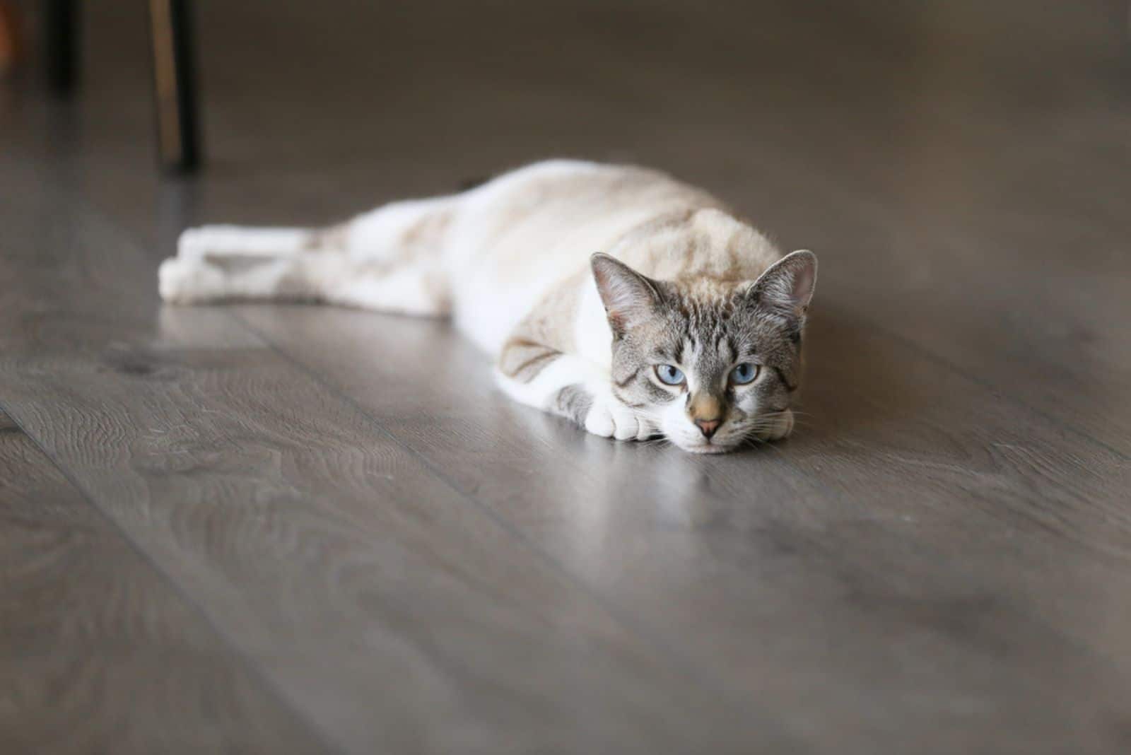 cat with stripes laying on the floor