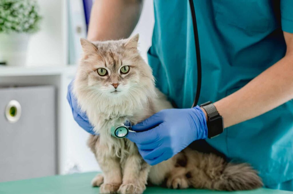 cat with vet