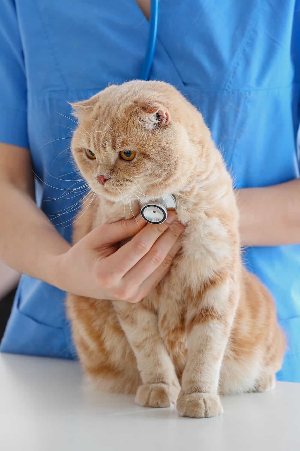 cat with vet