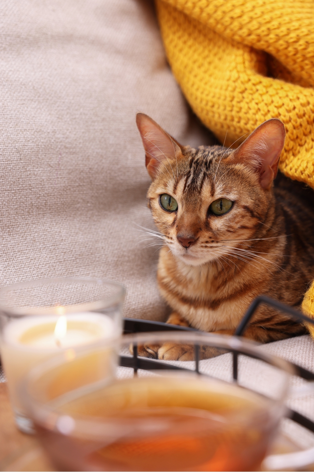 cat with watery eyes close to a candle