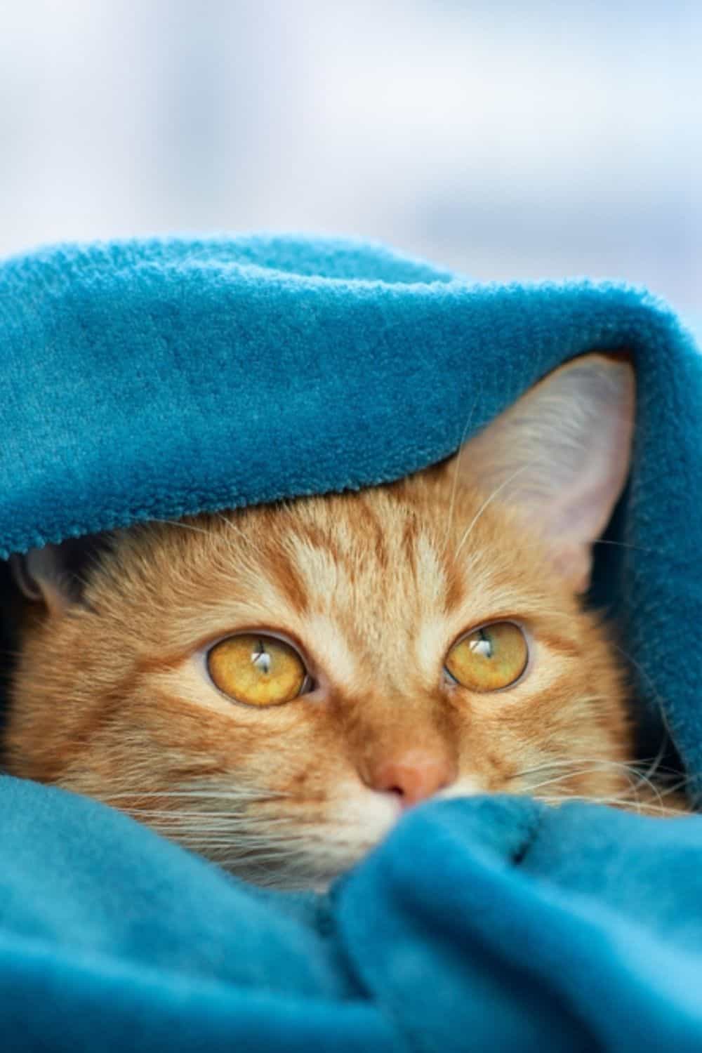 cat wrapped in the blue blanket