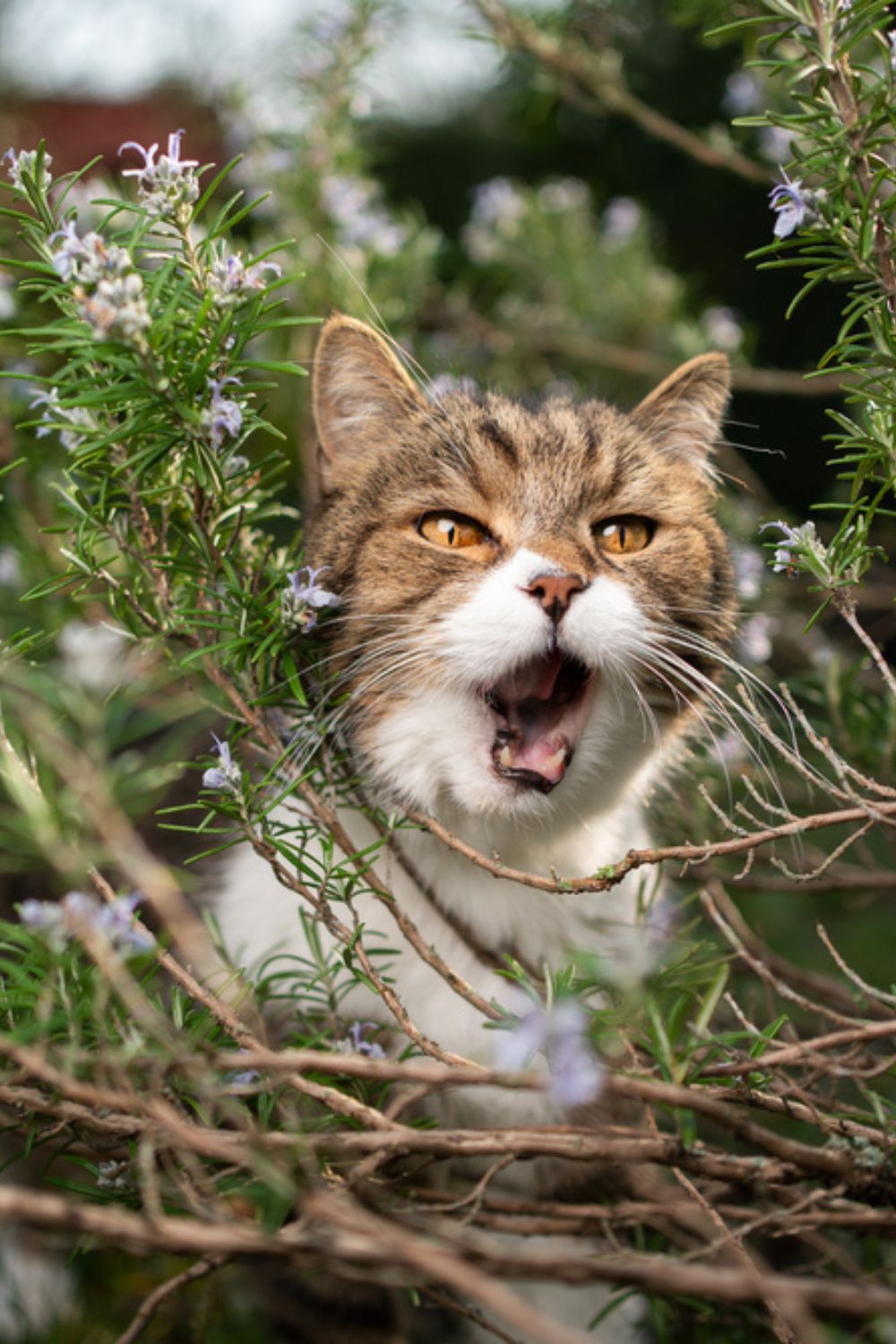 cat yawning between rosemary