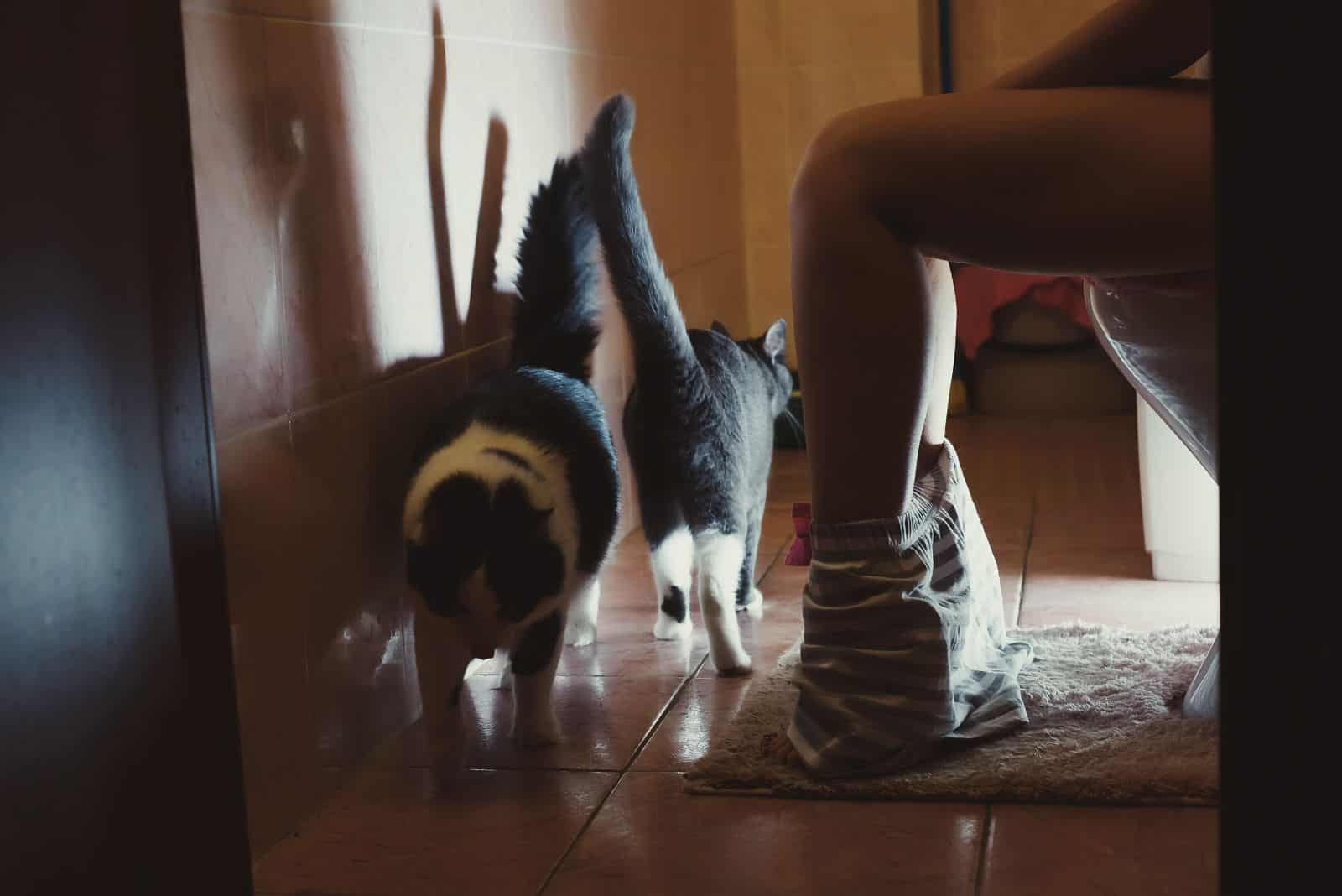 cats are walking around the bathroom while the woman is on a cup