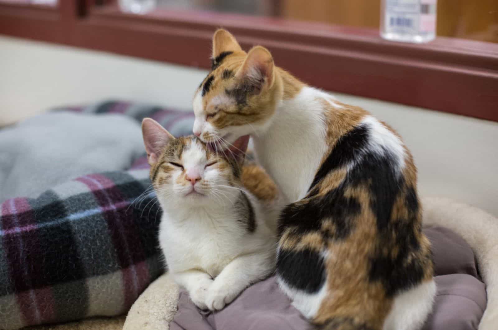 cats grooming each other