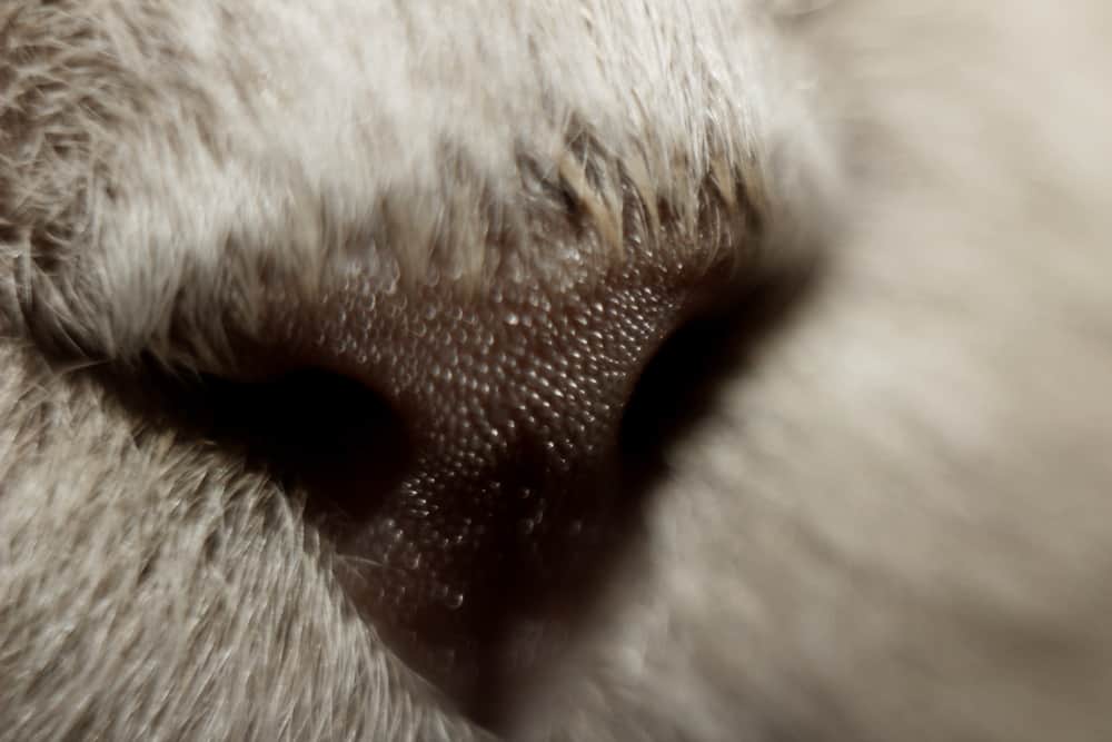 cats have a unique nose print