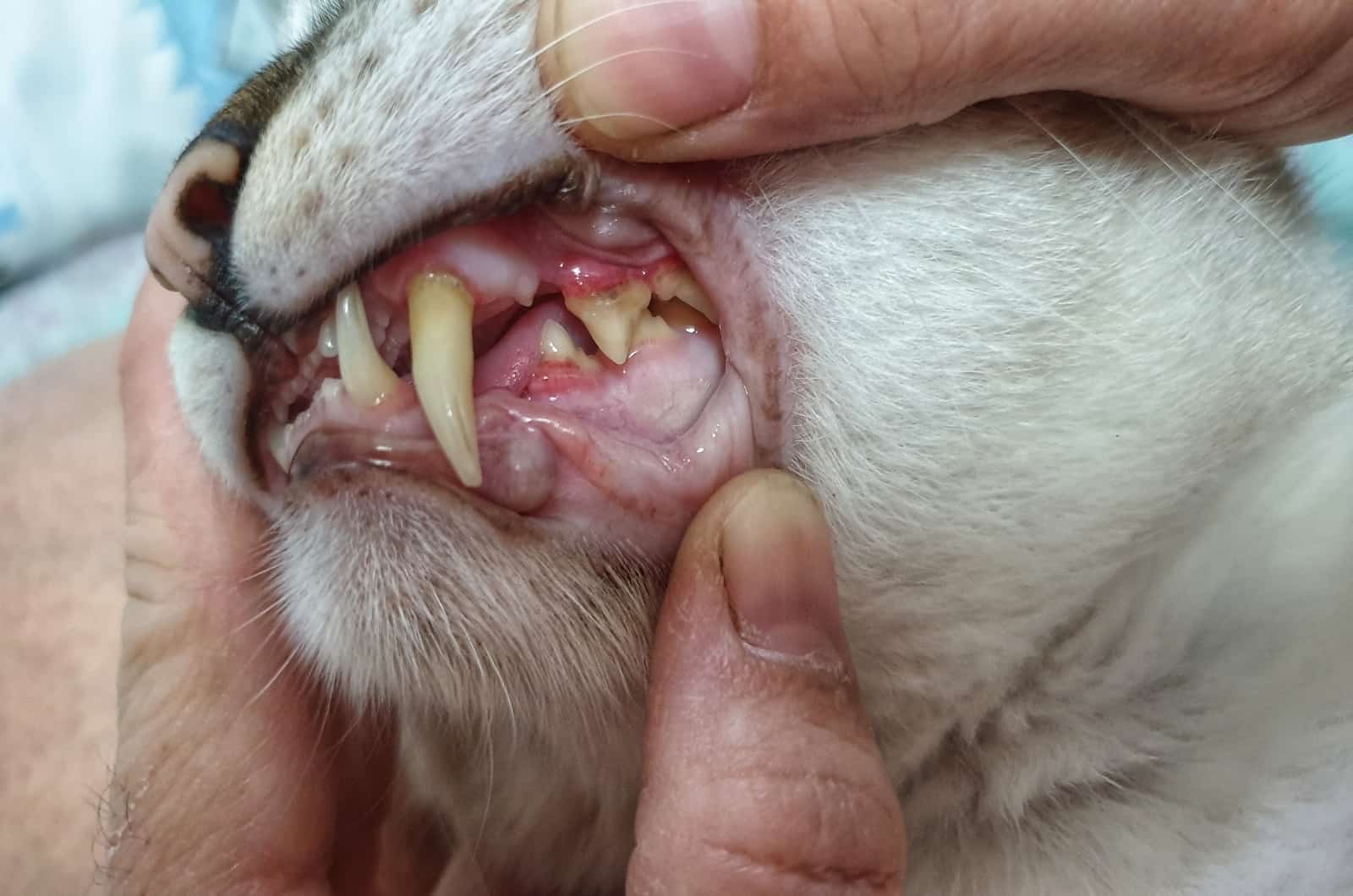 cat's teeth