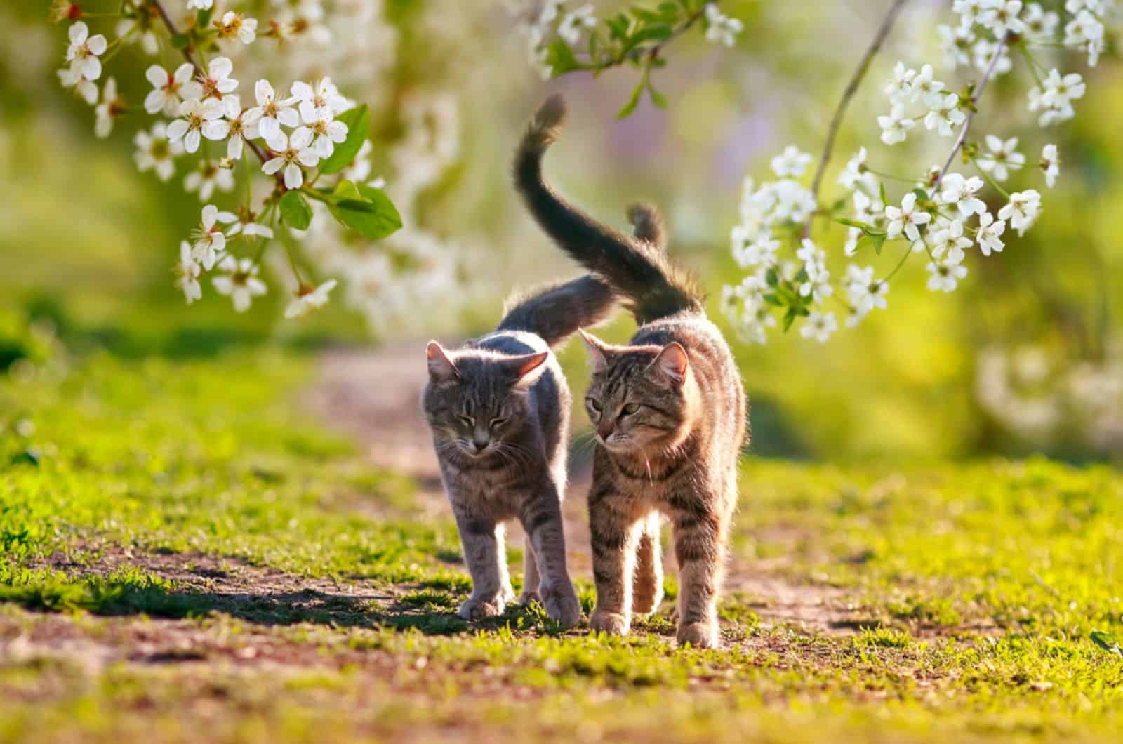 cats walking with tails up