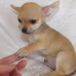 chihuahua puppies