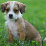 Chihuahua Shih Tzu Mix