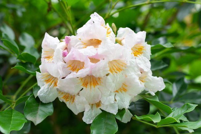 flowers of china doll plant (radermachera sinica)