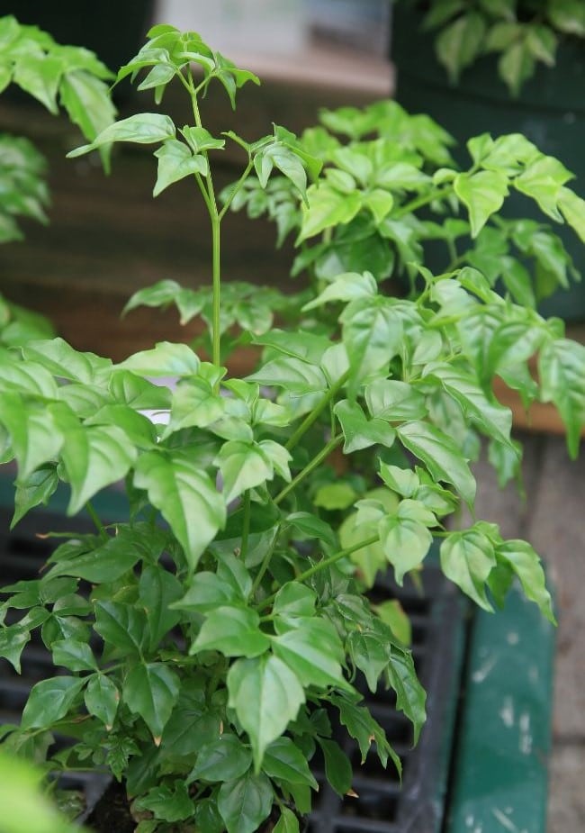 foliage of china doll plant (radermachera sinica)