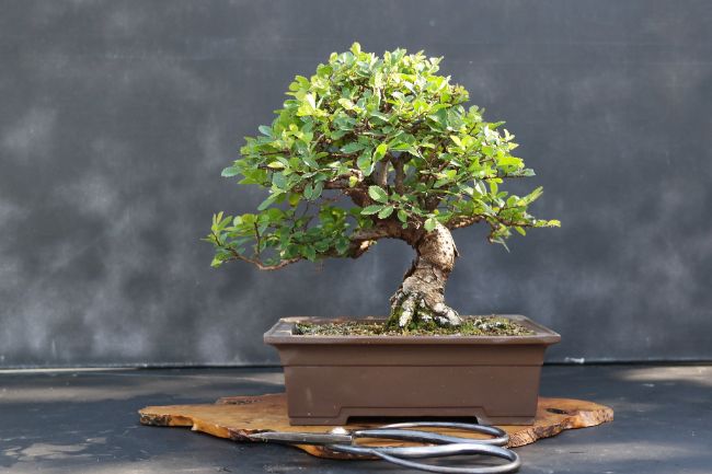 chinese elm bonsai small indoor plant