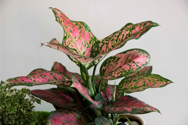 chinese evergreen