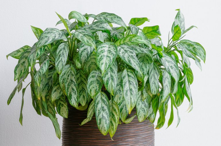 chinese evergreen drooping due to overwatering