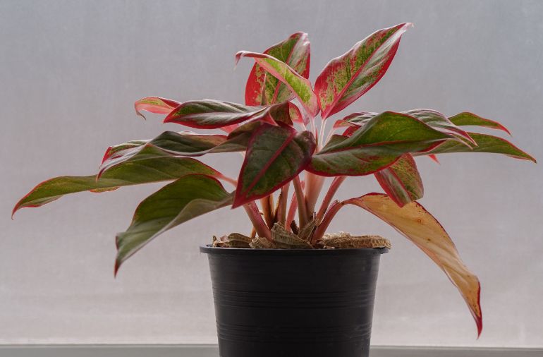 chinese evergreen drooping