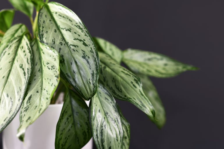 chinese evergreen drooping