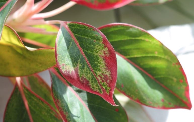 chinese evergreen leaves curling