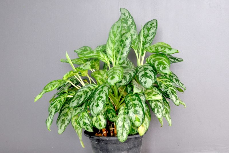 chinese evergreen yellow leaves