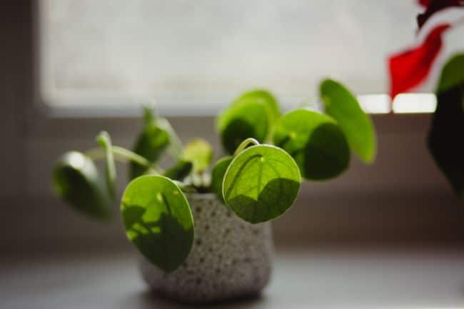 chinese money plant drooping pilea peperomioides