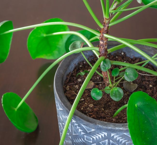 chinese money plant drooping pilea peperomioides