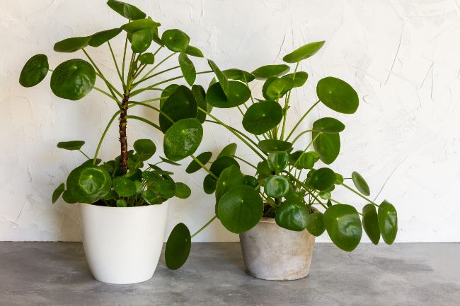 chinese money plant leaves curling