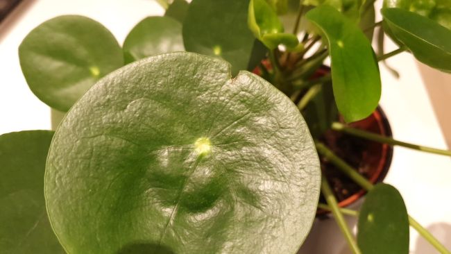 Chinese Money Plant with leaf split due to recurrent leaf curl