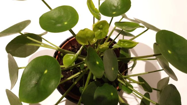 chinese money plant leaves curling