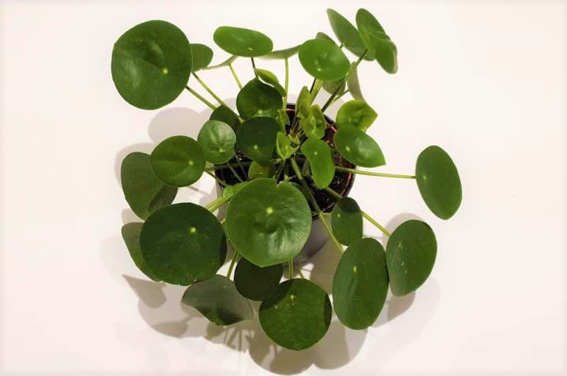 chinese money plant leaves curling pilea peperomioides