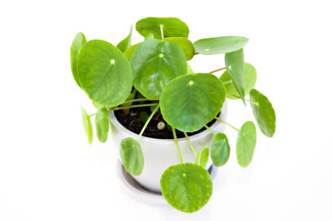 caring for Chinese money plant after propagation