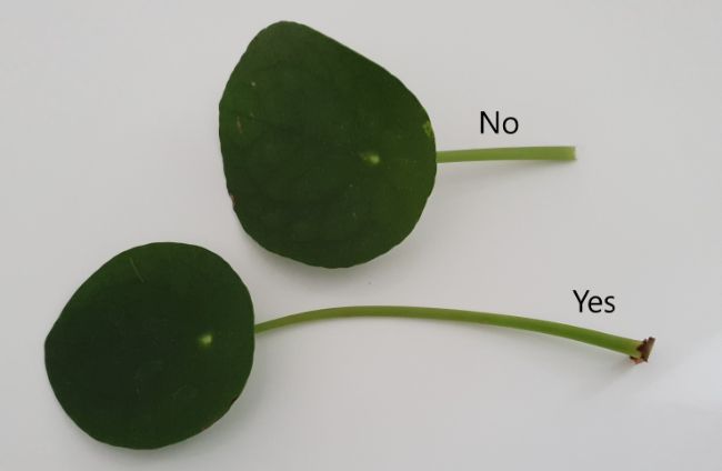 Pilea Peperomioides leaf propagation