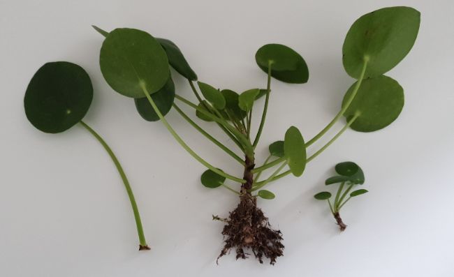 Pilea Peperomioides cuttings