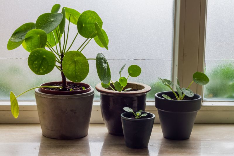 chinese money plant propagation pilea peperomioides