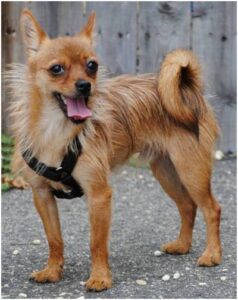 Chihuahua Yorkie Mix exercise needs