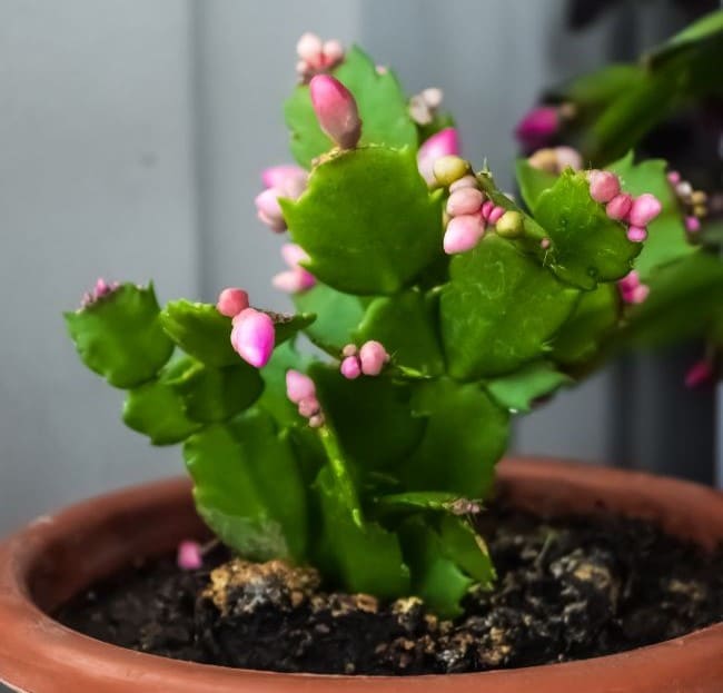 christmas cactus dropping leaves schlumbergera