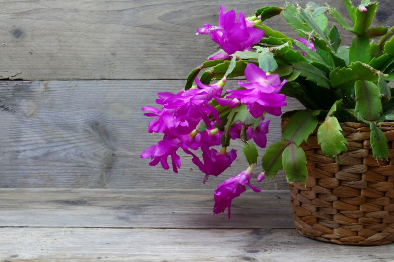 christmas cactus dropping leaves schlumbergera