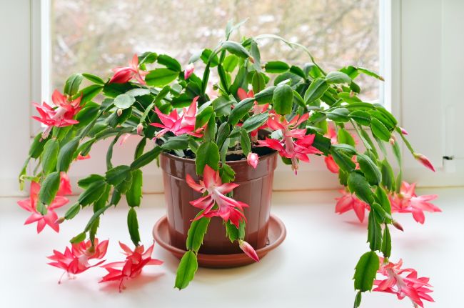 christmas cactus houseplants safe for cats