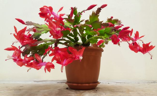 christmas cactus