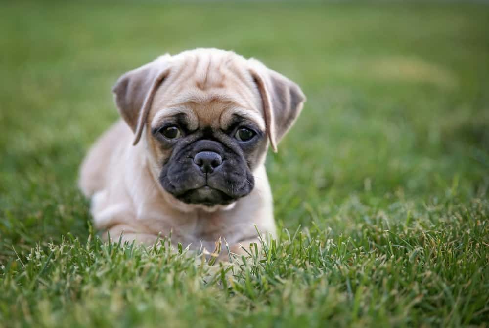 Chug puppy laying in grass