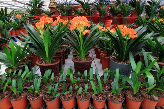 clivia care