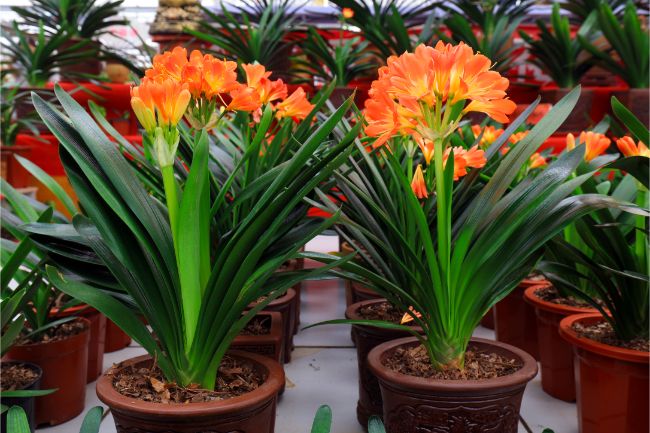 clivia plants in bark based medium