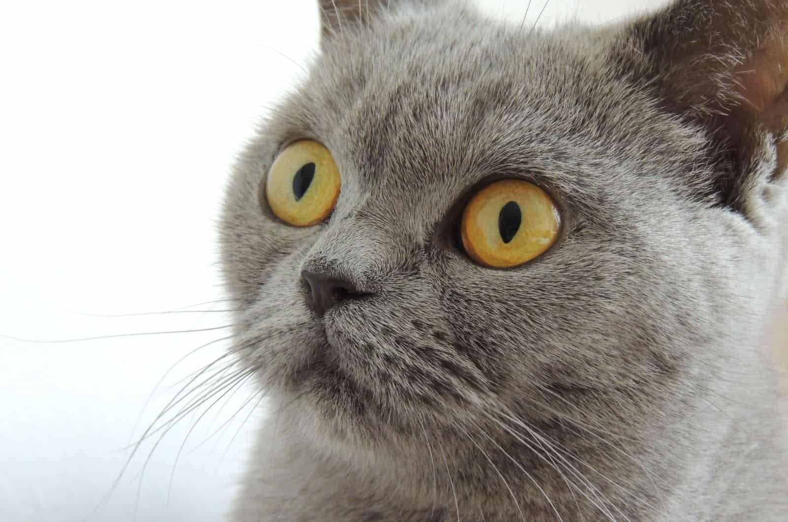 close shot of British Shorthair