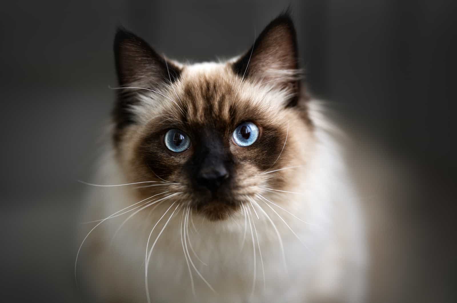 close shot of Ragdoll