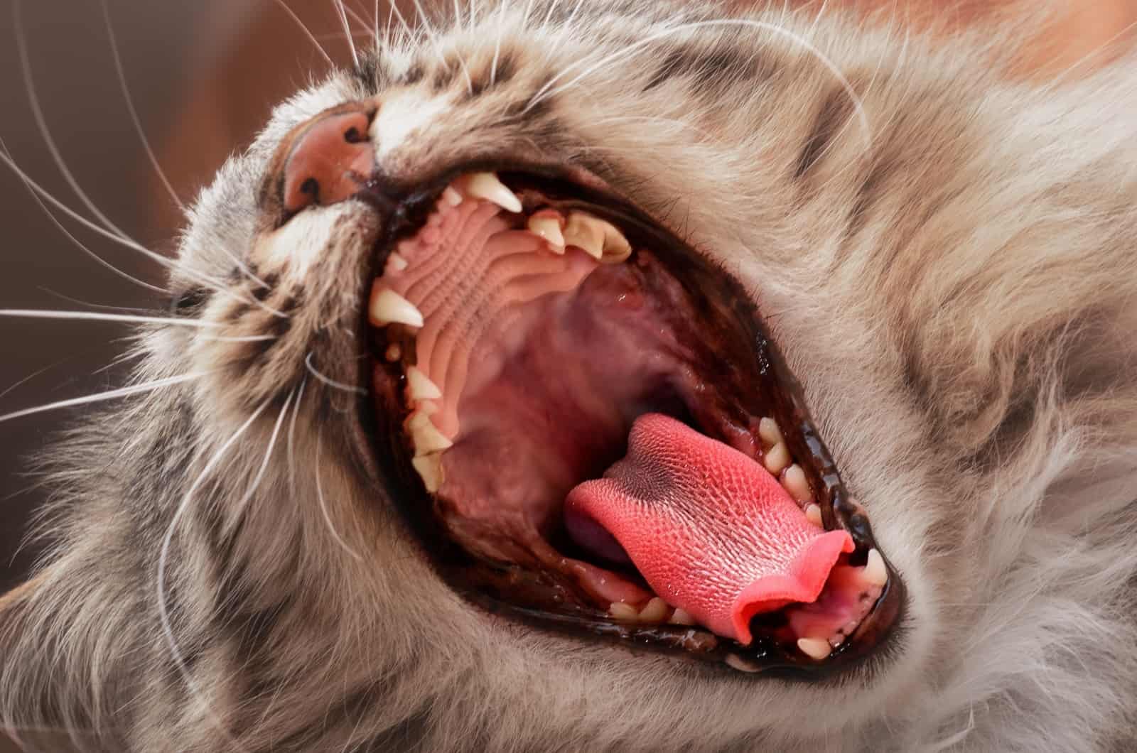 close shot of cat's open mouth