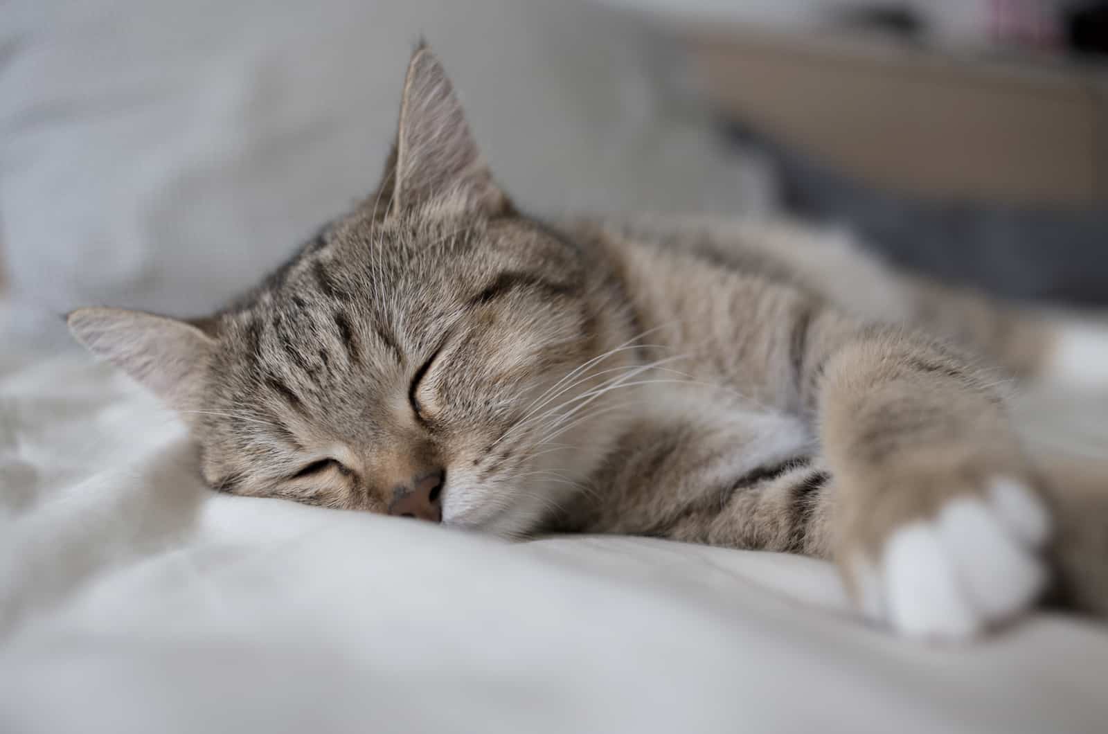 close-up of a cat sleeping on a pillow