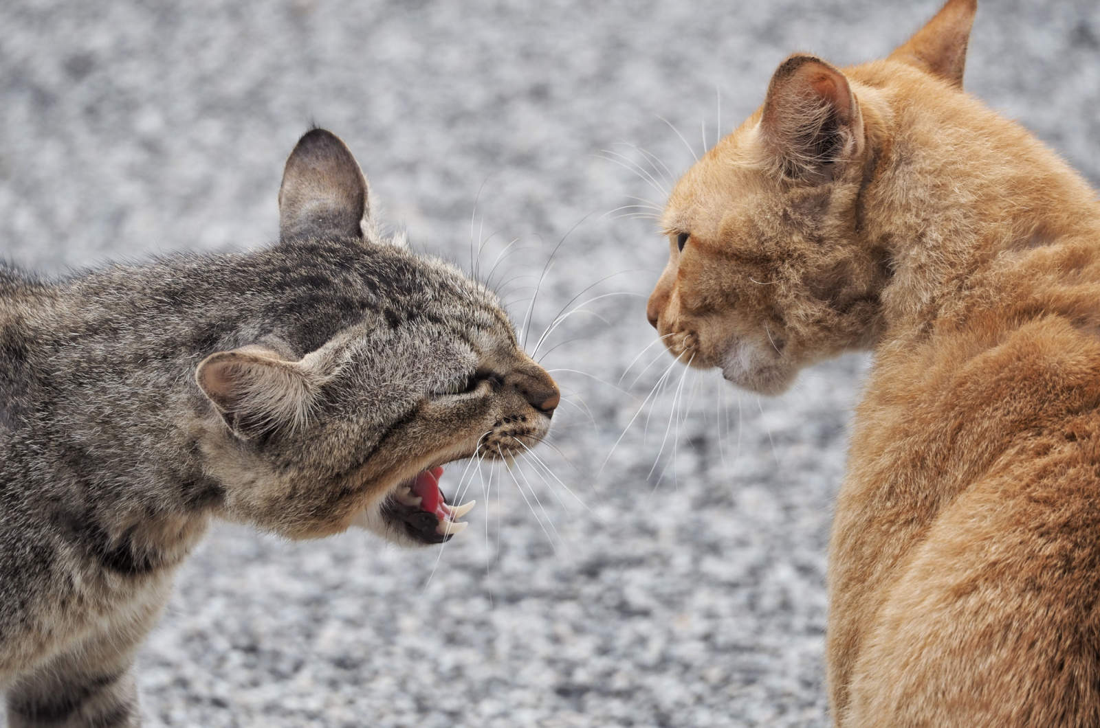 close-up photo of a cat hissing at another cat