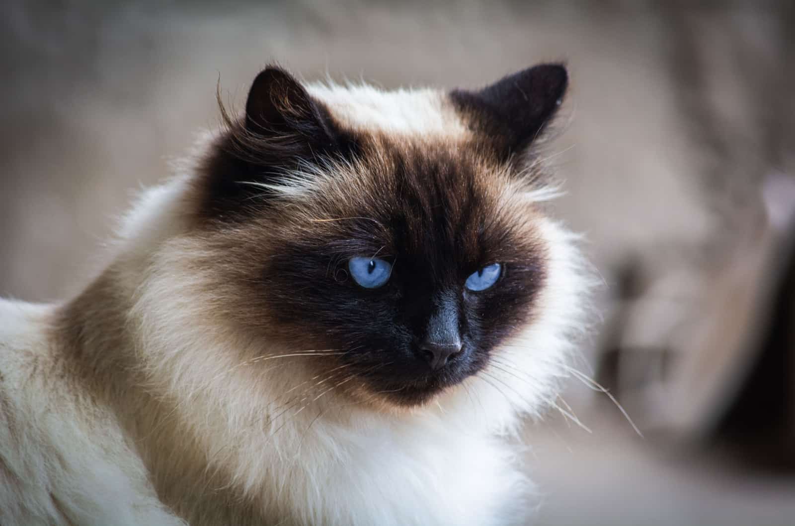 close-up photo of himalayan siamese cat