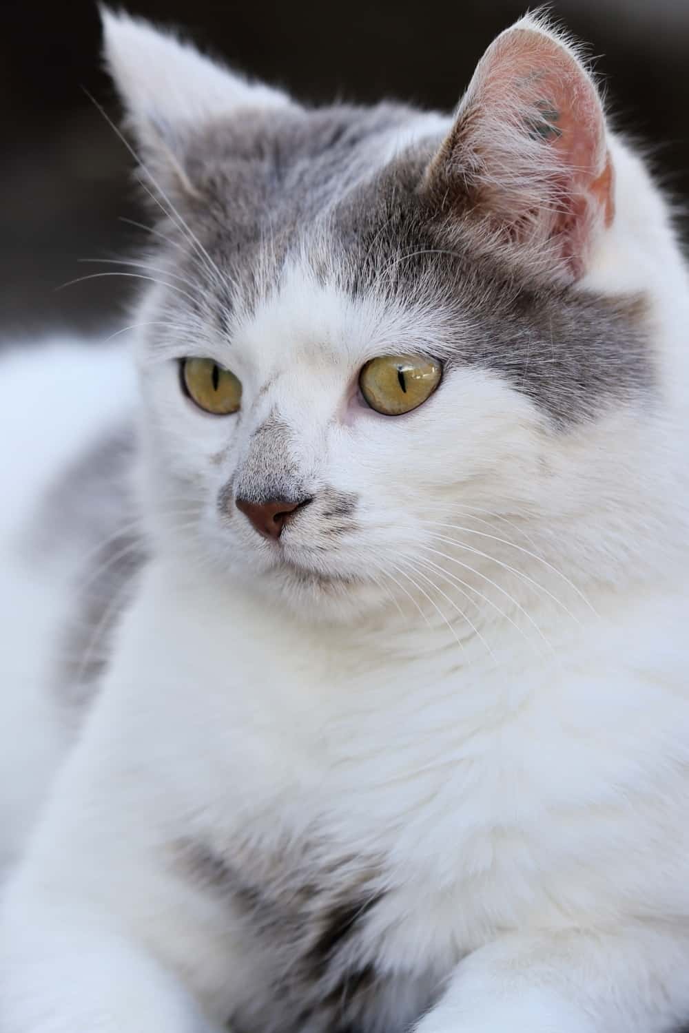 close-up photo of white and grey cat