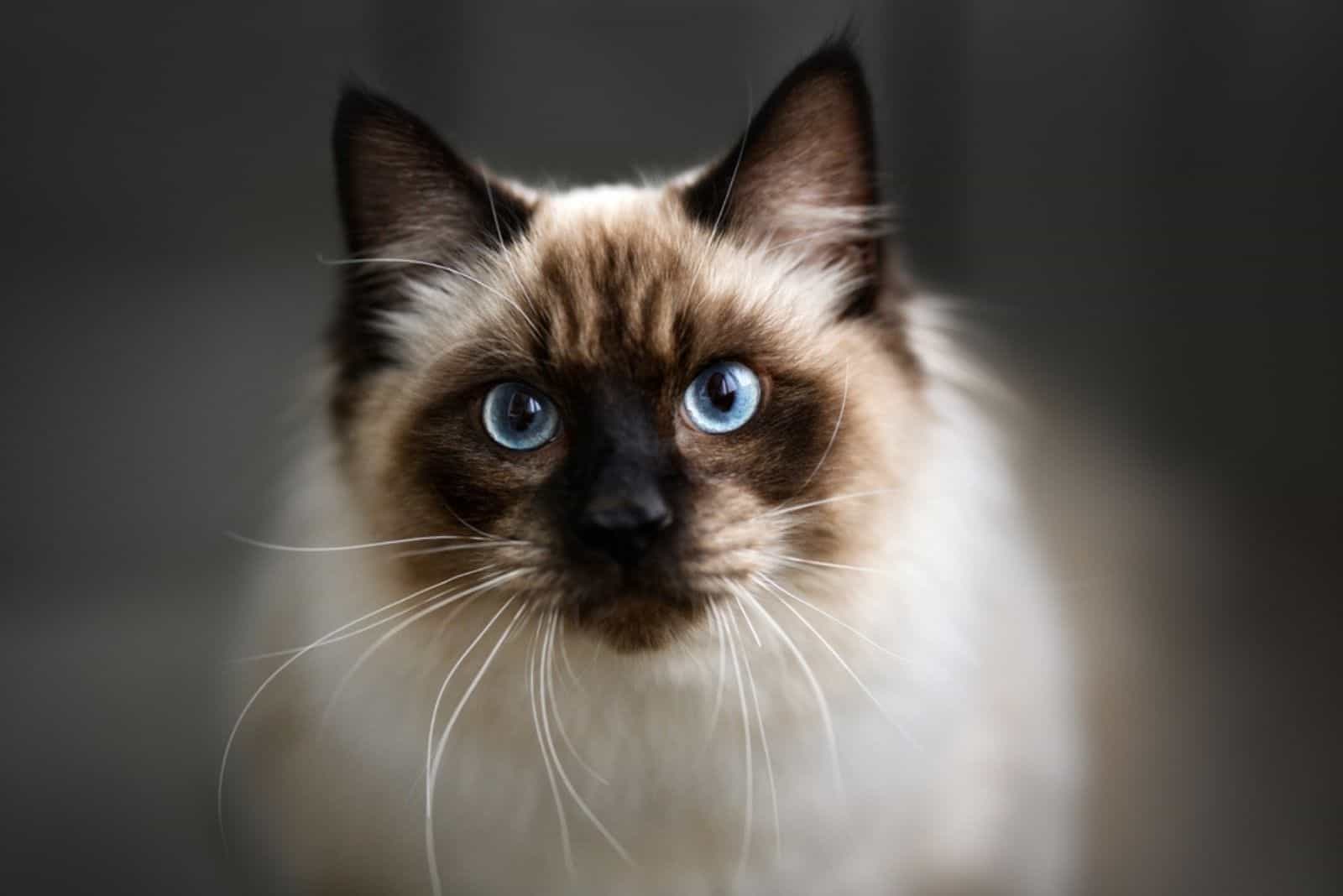 close up portrait of a young ragdoll cat