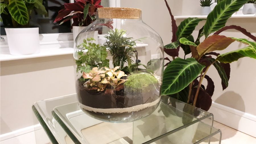 how to care for a closed terrarium