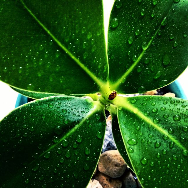 watering autograph tree